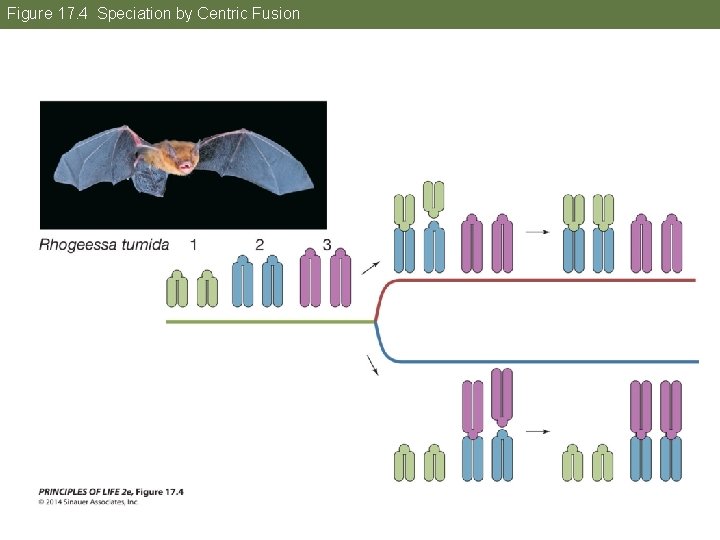 Figure 17. 4 Speciation by Centric Fusion 