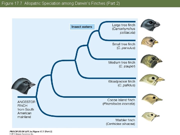 Figure 17. 7 Allopatric Speciation among Darwin’s Finches (Part 2) 
