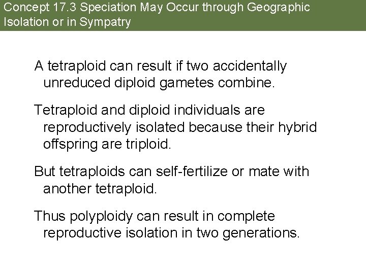 Concept 17. 3 Speciation May Occur through Geographic Isolation or in Sympatry A tetraploid