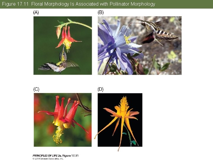 Figure 17. 11 Floral Morphology Is Associated with Pollinator Morphology 