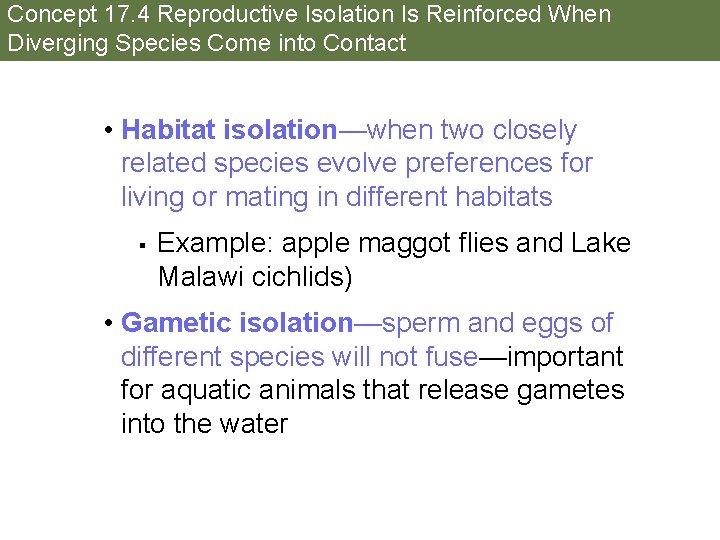 Concept 17. 4 Reproductive Isolation Is Reinforced When Diverging Species Come into Contact •