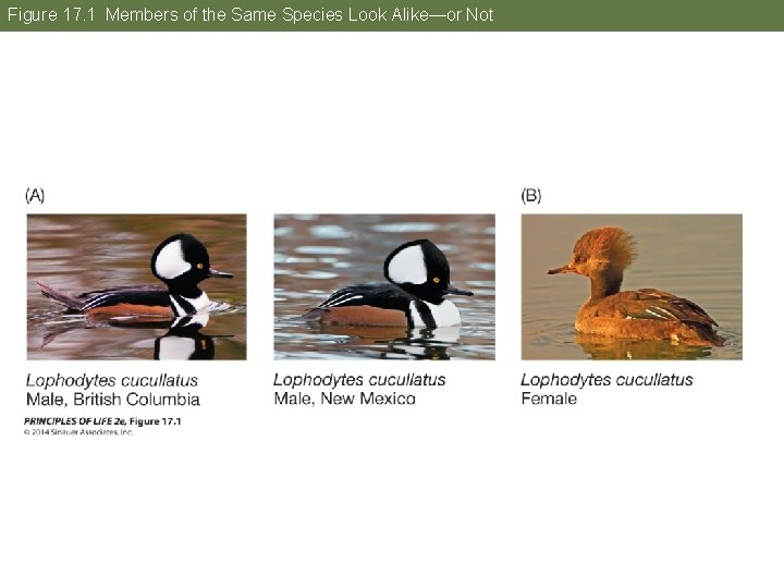 Figure 17. 1 Members of the Same Species Look Alike—or Not 