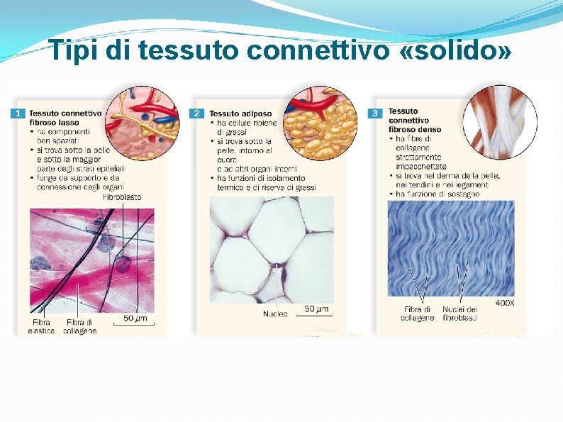 Tipi di tessuto connettivo «solido» Tipi di tessuto connettivo «solido»