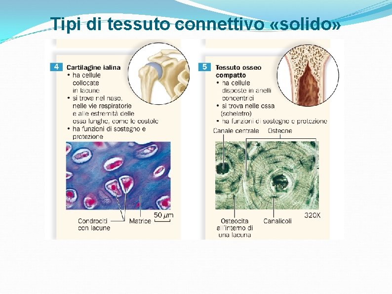 Tipi di tessuto connettivo «solido» Tipi di tessuto connettivo «solido»