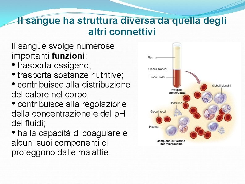 Il sangue ha struttura diversa da quella degli altri connettivi Il sangue svolge numerose Il sangue ha struttura diversa da quella degli altri connettivi Il sangue svolge numerose