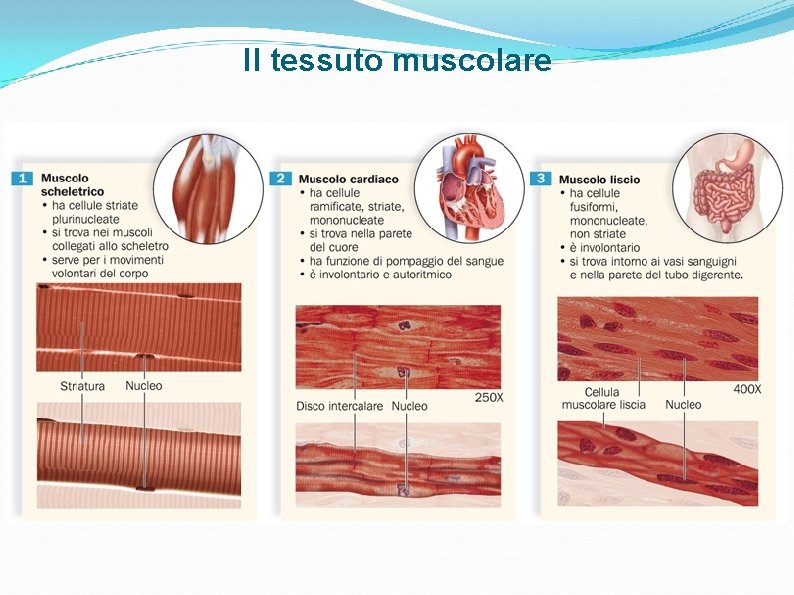 Il tessuto muscolare Il tessuto muscolare
