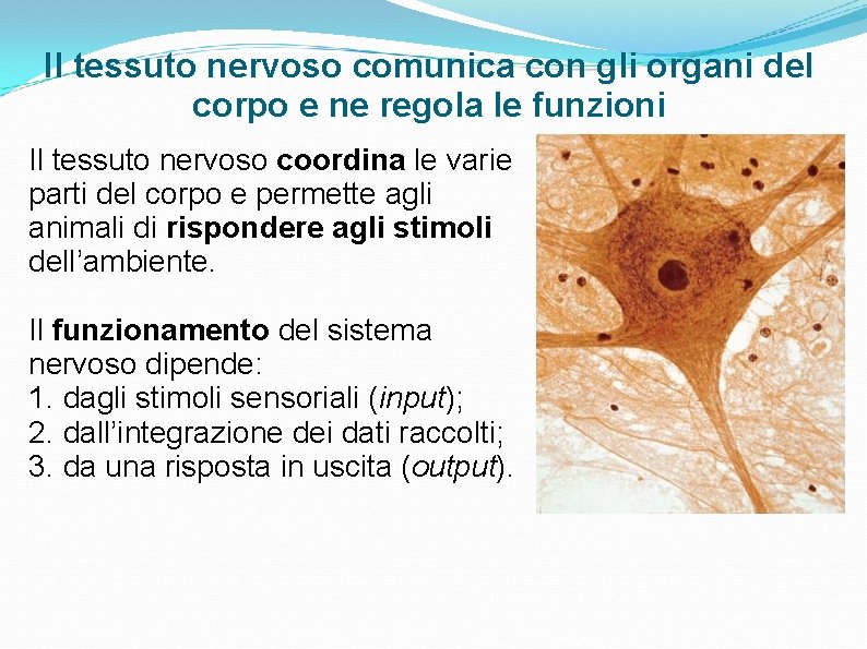 Il tessuto nervoso comunica con gli organi del corpo e ne regola le funzioni Il tessuto nervoso comunica con gli organi del corpo e ne regola le funzioni