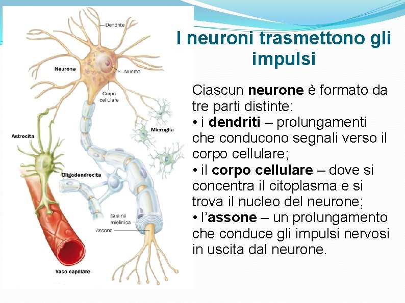 I neuroni trasmettono gli impulsi Ciascun neurone è formato da tre parti distinte: • I neuroni trasmettono gli impulsi Ciascun neurone è formato da tre parti distinte: •