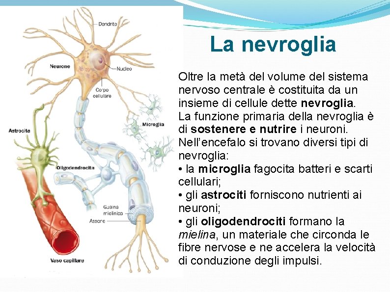La nevroglia Oltre la metà del volume del sistema nervoso centrale è costituita da La nevroglia Oltre la metà del volume del sistema nervoso centrale è costituita da