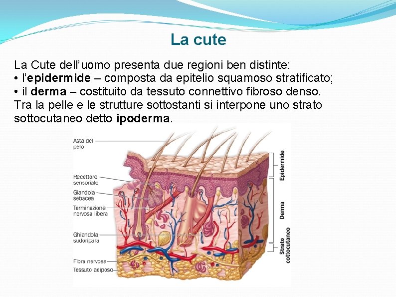 La cute La Cute dell’uomo presenta due regioni ben distinte: • l’epidermide – composta La cute La Cute dell’uomo presenta due regioni ben distinte: • l’epidermide – composta