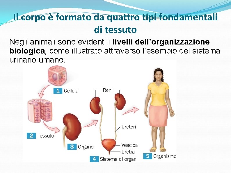 Il corpo è formato da quattro tipi fondamentali di tessuto Negli animali sono evidenti Il corpo è formato da quattro tipi fondamentali di tessuto Negli animali sono evidenti