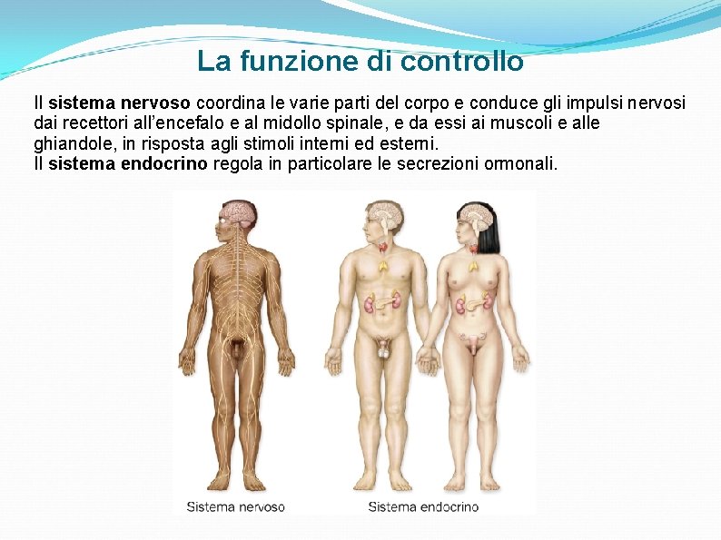 La funzione di controllo Il sistema nervoso coordina le varie parti del corpo e La funzione di controllo Il sistema nervoso coordina le varie parti del corpo e