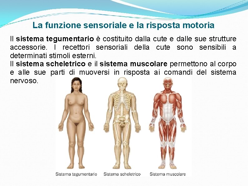 La funzione sensoriale e la risposta motoria Il sistema tegumentario è costituito dalla cute La funzione sensoriale e la risposta motoria Il sistema tegumentario è costituito dalla cute