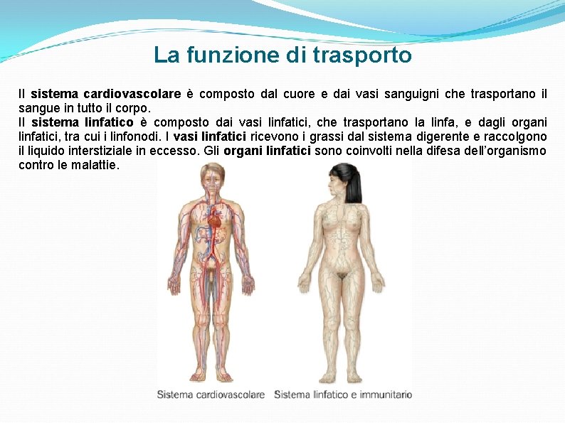 La funzione di trasporto Il sistema cardiovascolare è composto dal cuore e dai vasi La funzione di trasporto Il sistema cardiovascolare è composto dal cuore e dai vasi