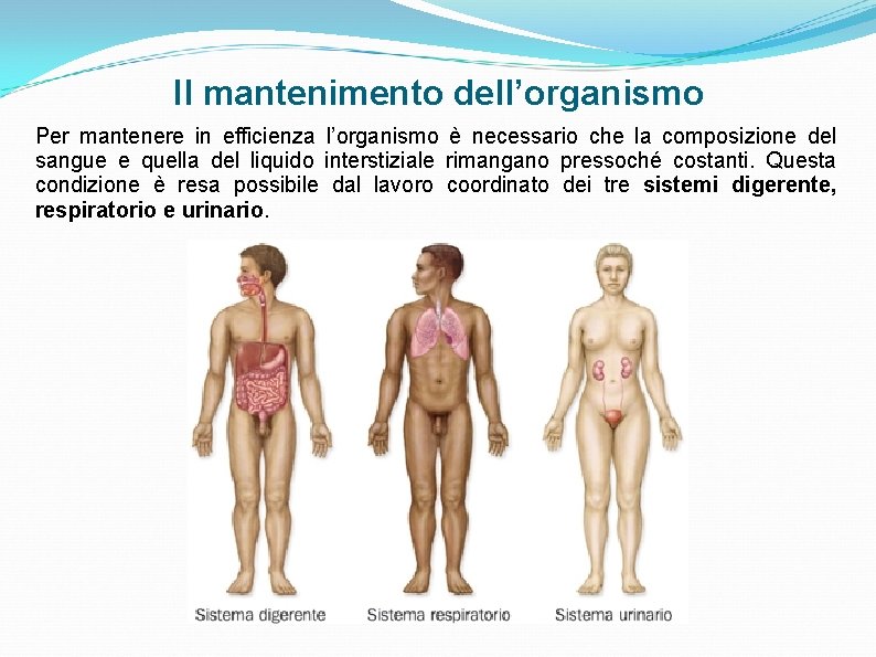 Il mantenimento dell’organismo Per mantenere in efficienza l’organismo è necessario che la composizione del Il mantenimento dell’organismo Per mantenere in efficienza l’organismo è necessario che la composizione del