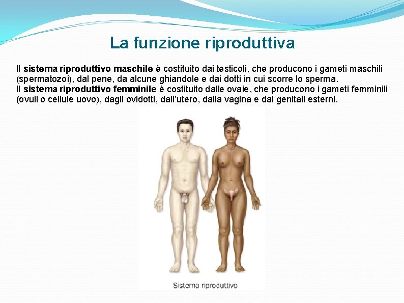 La funzione riproduttiva Il sistema riproduttivo maschile è costituito dai testicoli, che producono i La funzione riproduttiva Il sistema riproduttivo maschile è costituito dai testicoli, che producono i