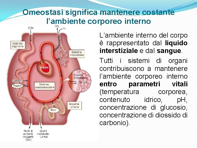 Omeostasi significa mantenere costante l’ambiente corporeo interno L’ambiente interno del corpo è rappresentato dal Omeostasi significa mantenere costante l’ambiente corporeo interno L’ambiente interno del corpo è rappresentato dal