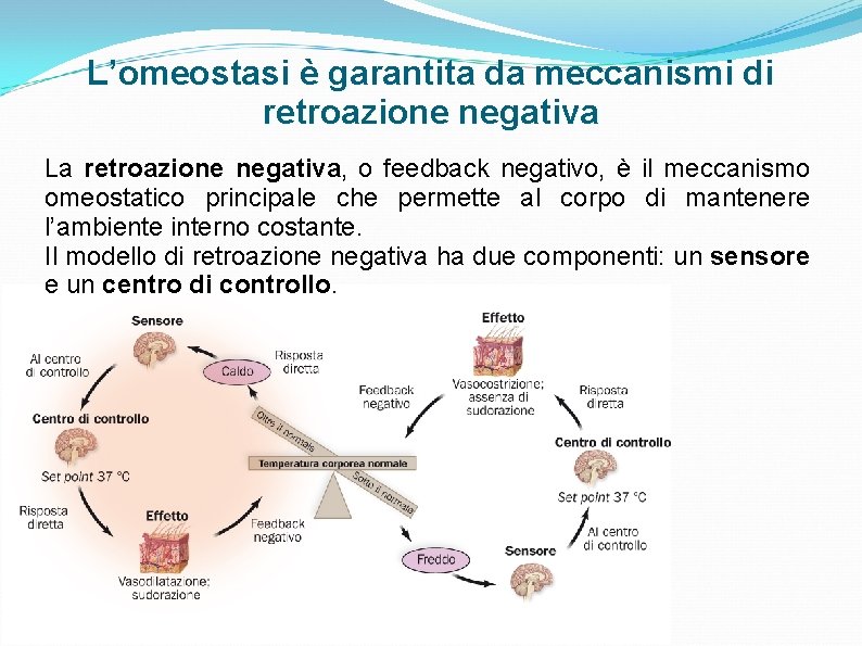 L’omeostasi è garantita da meccanismi di retroazione negativa La retroazione negativa, o feedback negativo, L’omeostasi è garantita da meccanismi di retroazione negativa La retroazione negativa, o feedback negativo,