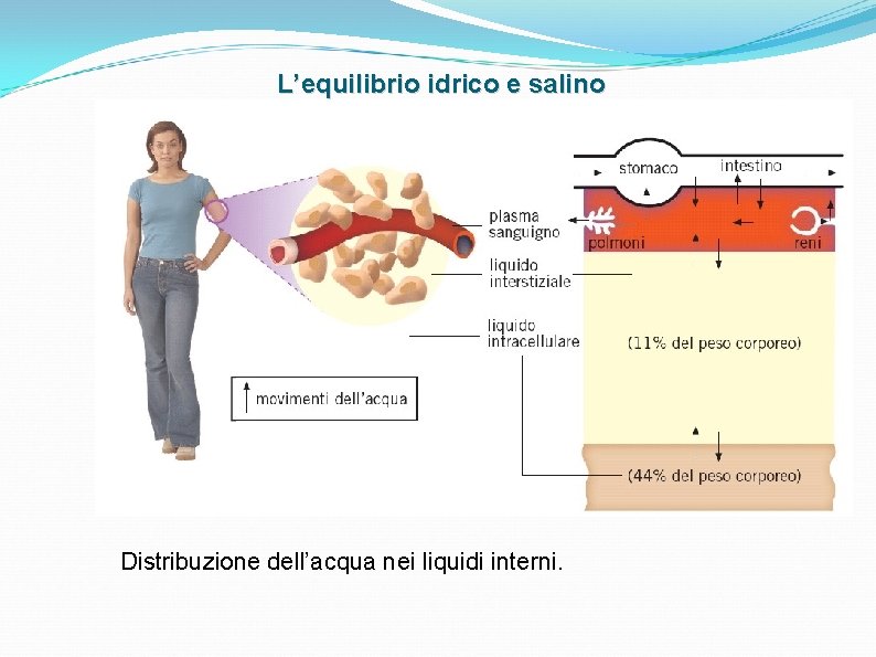 L’equilibrio idrico e salino Distribuzione dell’acqua nei liquidi interni. L’equilibrio idrico e salino Distribuzione dell’acqua nei liquidi interni.