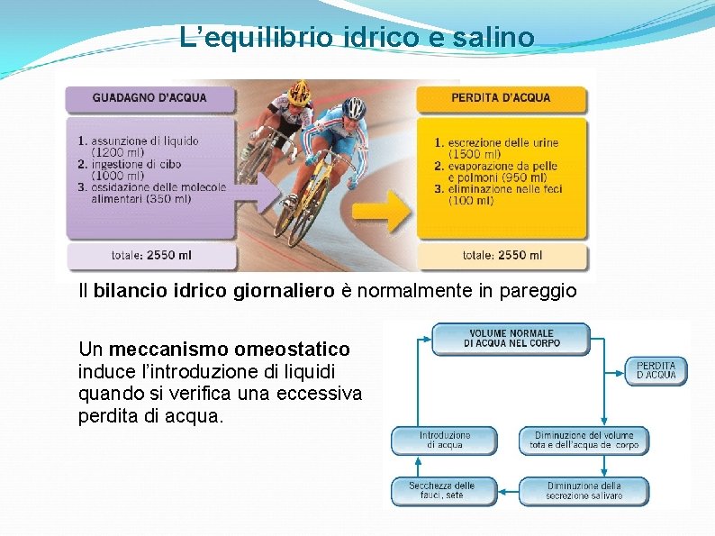 L’equilibrio idrico e salino Il bilancio idrico giornaliero è normalmente in pareggio Un meccanismo L’equilibrio idrico e salino Il bilancio idrico giornaliero è normalmente in pareggio Un meccanismo