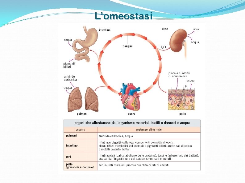 L’omeostasi L’omeostasi