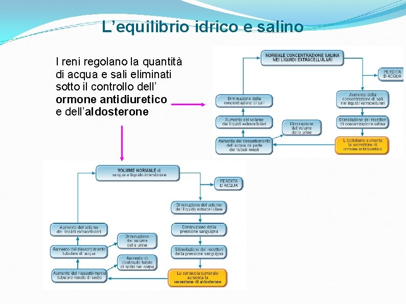 L’equilibrio idrico e salino I reni regolano la quantità di acqua e sali eliminati L’equilibrio idrico e salino I reni regolano la quantità di acqua e sali eliminati