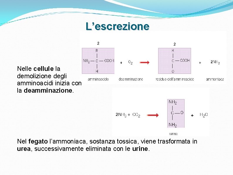 L’escrezione Nelle cellule la demolizione degli amminoacidi inizia con la deamminazione. Nel fegato l’ammoniaca, L’escrezione Nelle cellule la demolizione degli amminoacidi inizia con la deamminazione. Nel fegato l’ammoniaca,