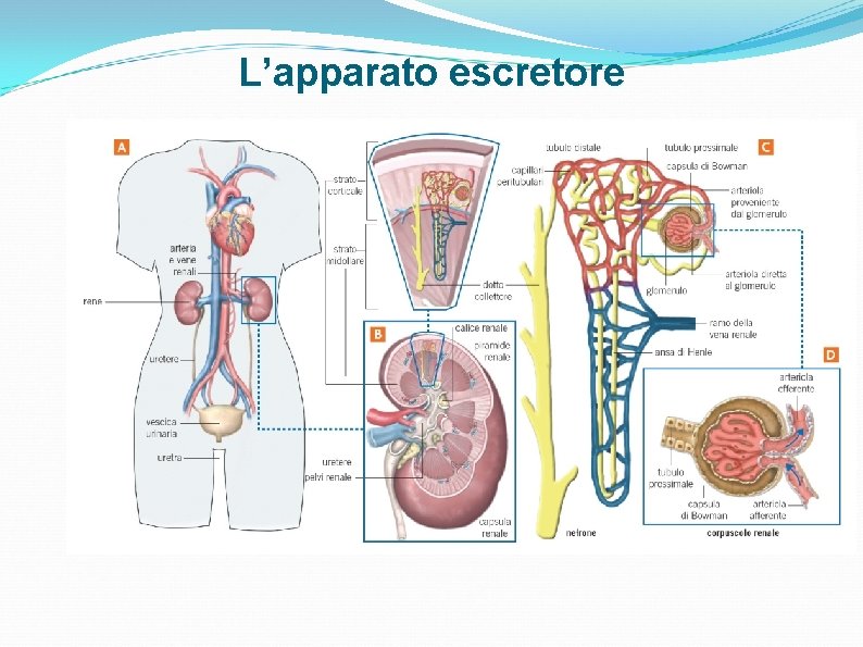 L’apparato escretore L’apparato escretore