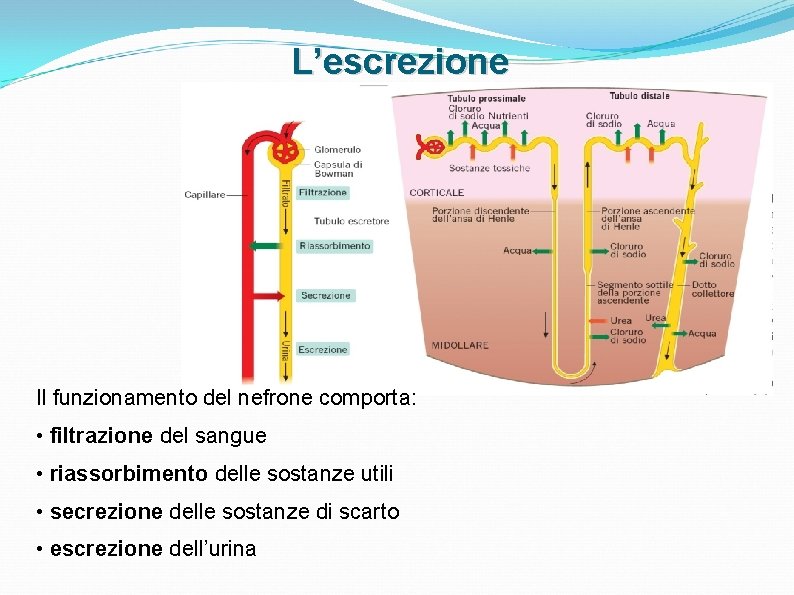 L’escrezione Il funzionamento del nefrone comporta: • filtrazione del sangue • riassorbimento delle sostanze L’escrezione Il funzionamento del nefrone comporta: • filtrazione del sangue • riassorbimento delle sostanze