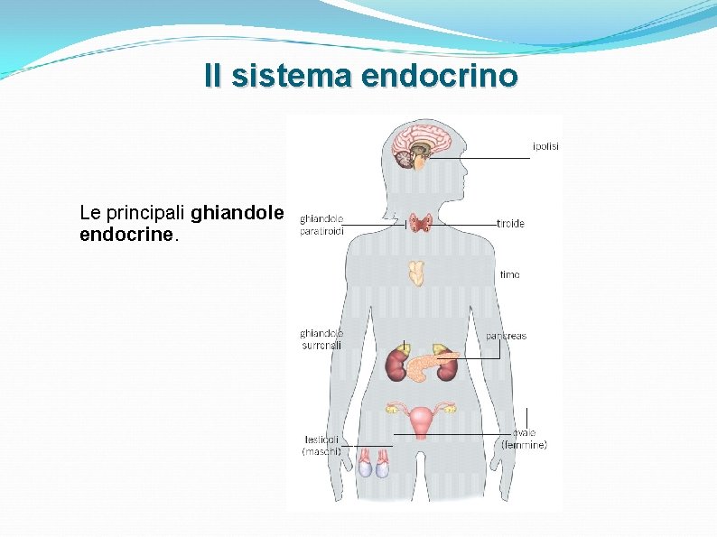 Il sistema endocrino Le principali ghiandole endocrine. Il sistema endocrino Le principali ghiandole endocrine.