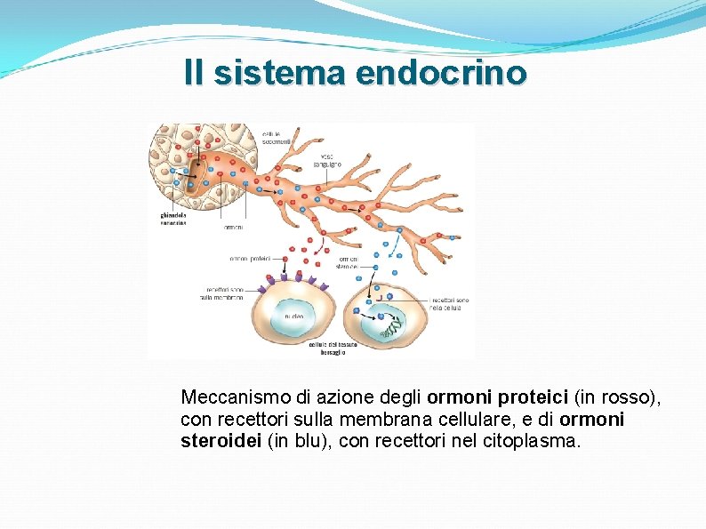 Il sistema endocrino Meccanismo di azione degli ormoni proteici (in rosso), con recettori sulla Il sistema endocrino Meccanismo di azione degli ormoni proteici (in rosso), con recettori sulla