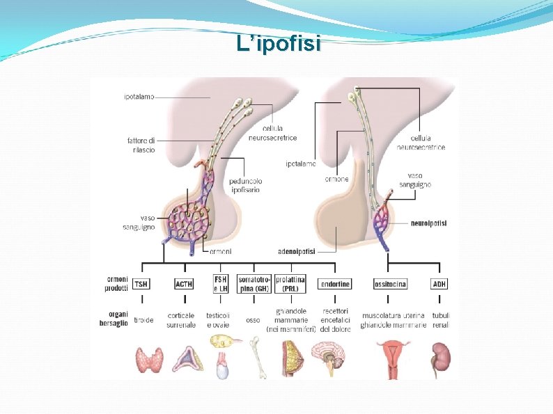 L’ipofisi L’ipofisi