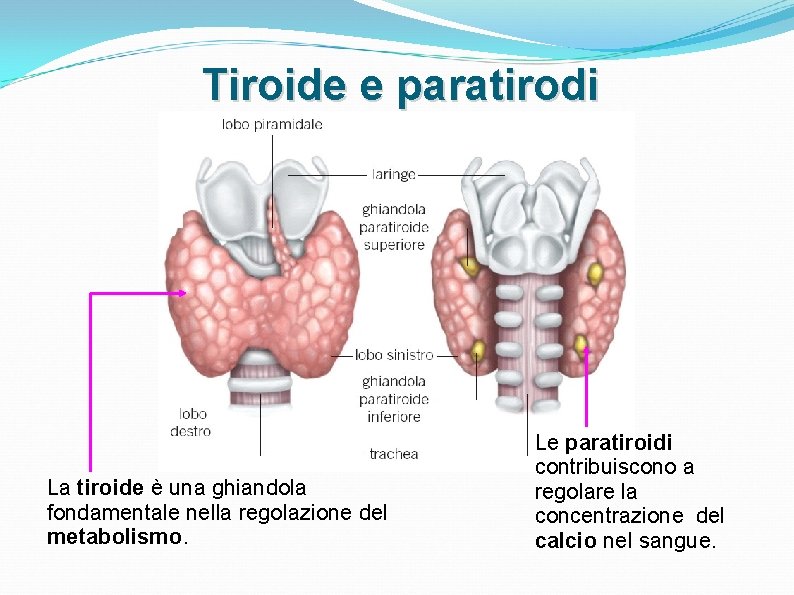 Tiroide e paratirodi La tiroide è una ghiandola fondamentale nella regolazione del metabolismo. Le Tiroide e paratirodi La tiroide è una ghiandola fondamentale nella regolazione del metabolismo. Le
