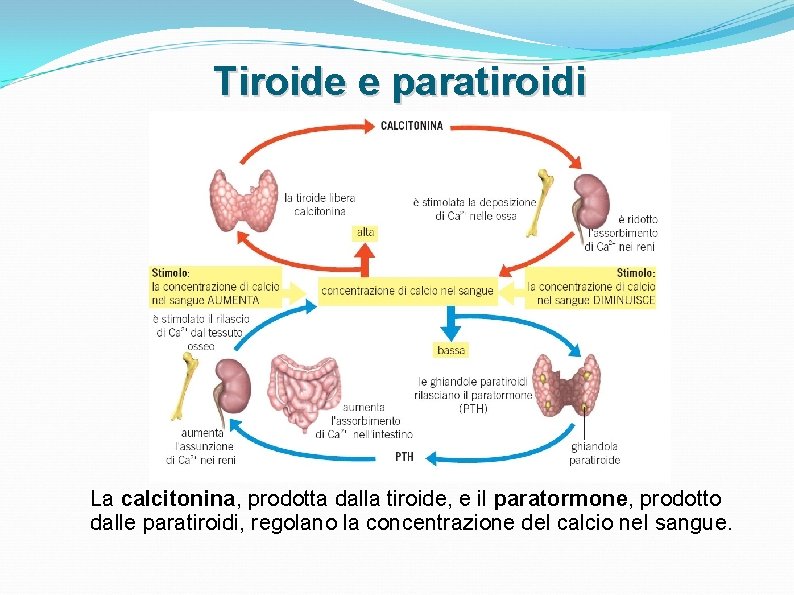 Tiroide e paratiroidi La calcitonina, prodotta dalla tiroide, e il paratormone, prodotto dalle paratiroidi, Tiroide e paratiroidi La calcitonina, prodotta dalla tiroide, e il paratormone, prodotto dalle paratiroidi,
