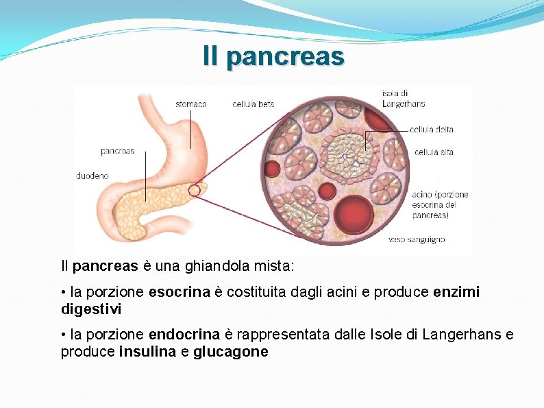Il pancreas è una ghiandola mista: • la porzione esocrina è costituita dagli acini Il pancreas è una ghiandola mista: • la porzione esocrina è costituita dagli acini