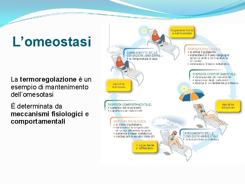 L’omeostasi La termoregolazione è un esempio di mantenimento dell’omesotasi È determinata da meccanismi fisiologici L’omeostasi La termoregolazione è un esempio di mantenimento dell’omesotasi È determinata da meccanismi fisiologici