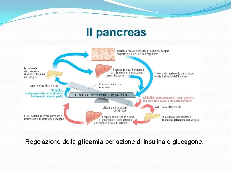 Il pancreas Regolazione della glicemia per azione di insulina e glucagone. Il pancreas Regolazione della glicemia per azione di insulina e glucagone.