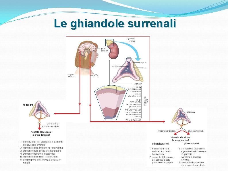 Le ghiandole surrenali Le ghiandole surrenali