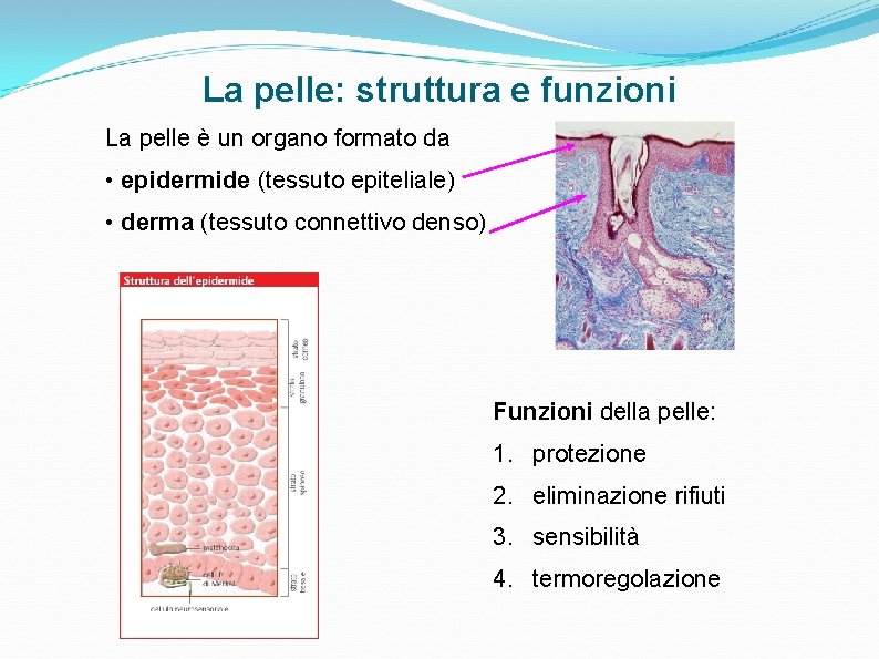 La pelle: struttura e funzioni La pelle è un organo formato da • epidermide La pelle: struttura e funzioni La pelle è un organo formato da • epidermide