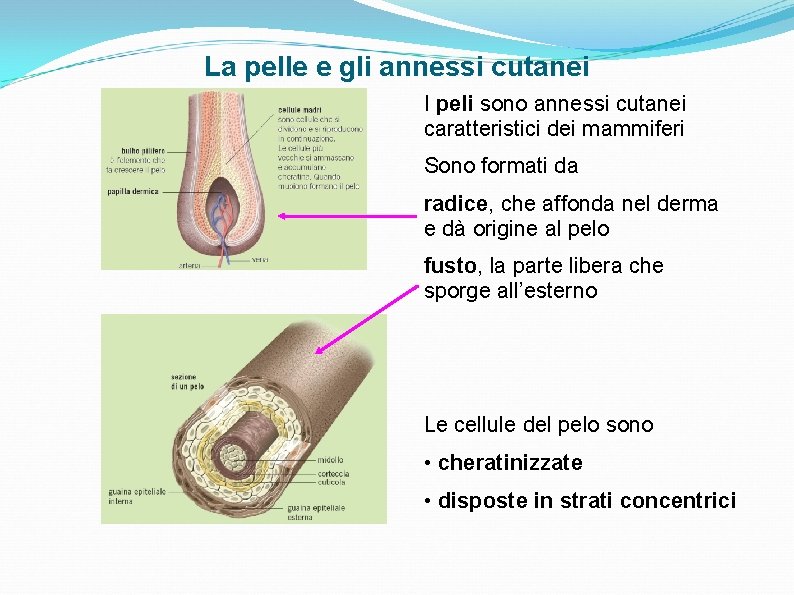 La pelle e gli annessi cutanei I peli sono annessi cutanei caratteristici dei mammiferi La pelle e gli annessi cutanei I peli sono annessi cutanei caratteristici dei mammiferi