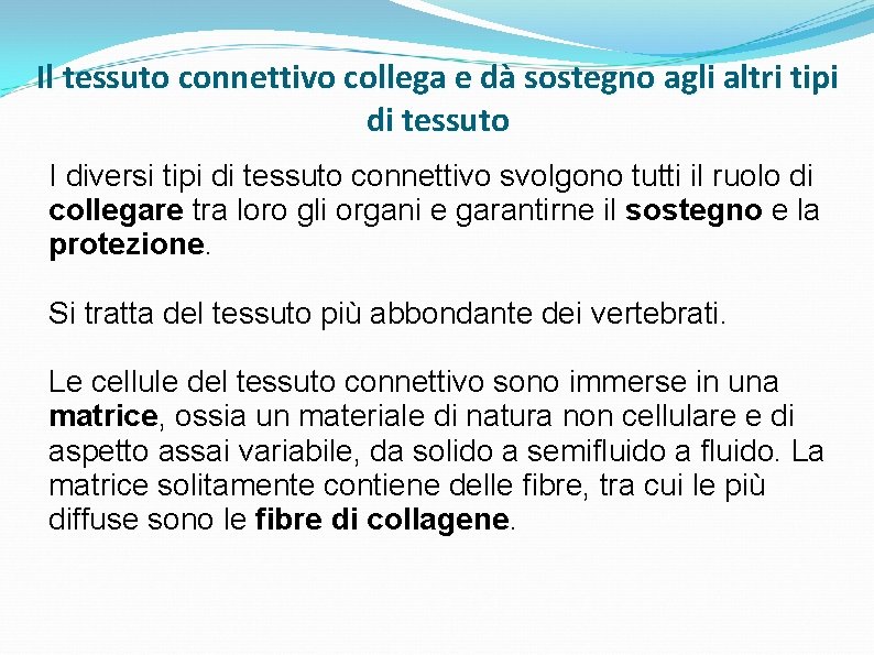 Il tessuto connettivo collega e dà sostegno agli altri tipi di tessuto I diversi Il tessuto connettivo collega e dà sostegno agli altri tipi di tessuto I diversi