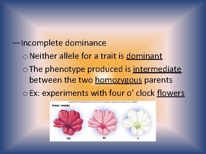 —Incomplete dominance o Neither allele for a trait is dominant o The phenotype produced