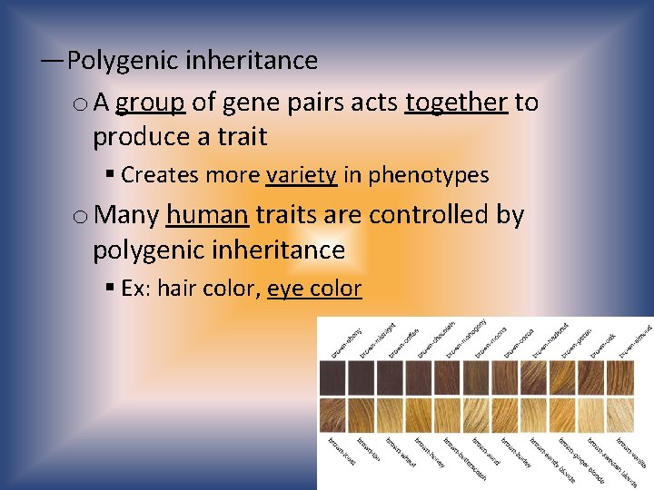 —Polygenic inheritance o A group of gene pairs acts together to produce a trait