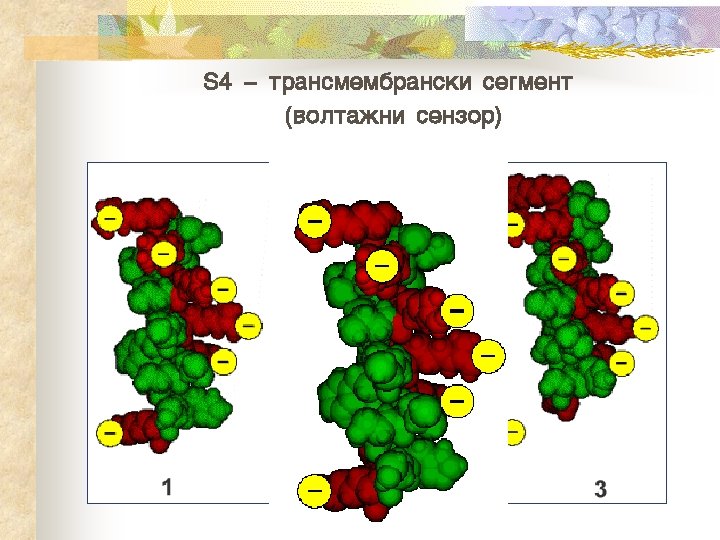 S 4 - transmembranski segment (volta`ni senzor) 