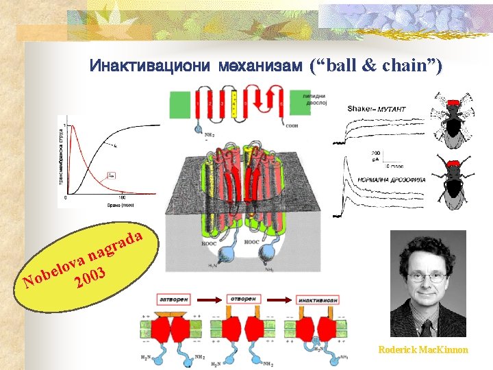 Inaktivacioni mehanizam (“ball & chain”) da a r ag n a v o l