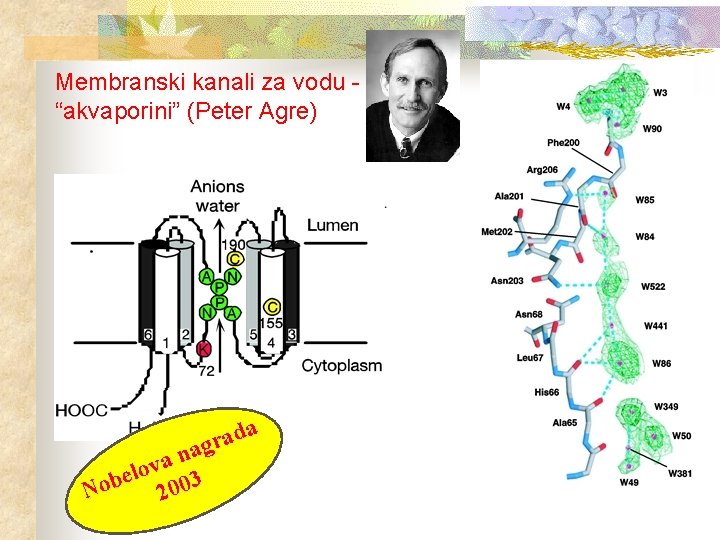 Membranski kanali za vodu “akvaporini” (Peter Agre) da a r g a n a