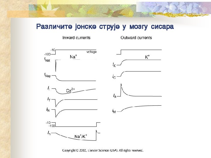 Razli~ite jonske struje u mozgu sisara 