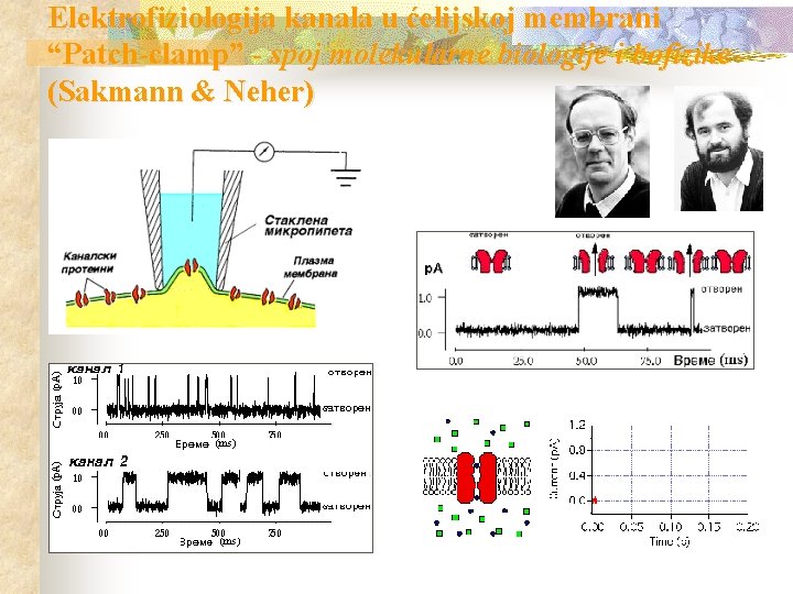 Elektrofiziologija kanala u ćelijskoj membrani “Patch-clamp” - spoj molekularne biologije i bofizike (Sakmann &