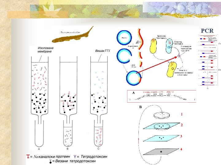 PCR 