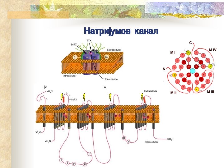 Natrijumov kanal 